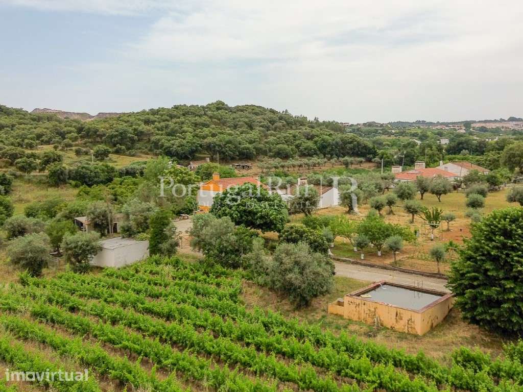 Quinta Alentejana com 2 casas e vinha em Borba - Grande imagem: 4/56