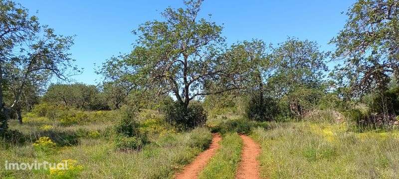 Vende-se terreno agrícola bem localizado - Grande imagem: 2/2