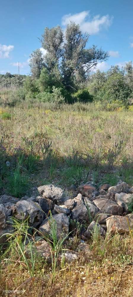 Terreno rustico em Aivados e fontes Alcantarilha - Grande imagem: 2/3