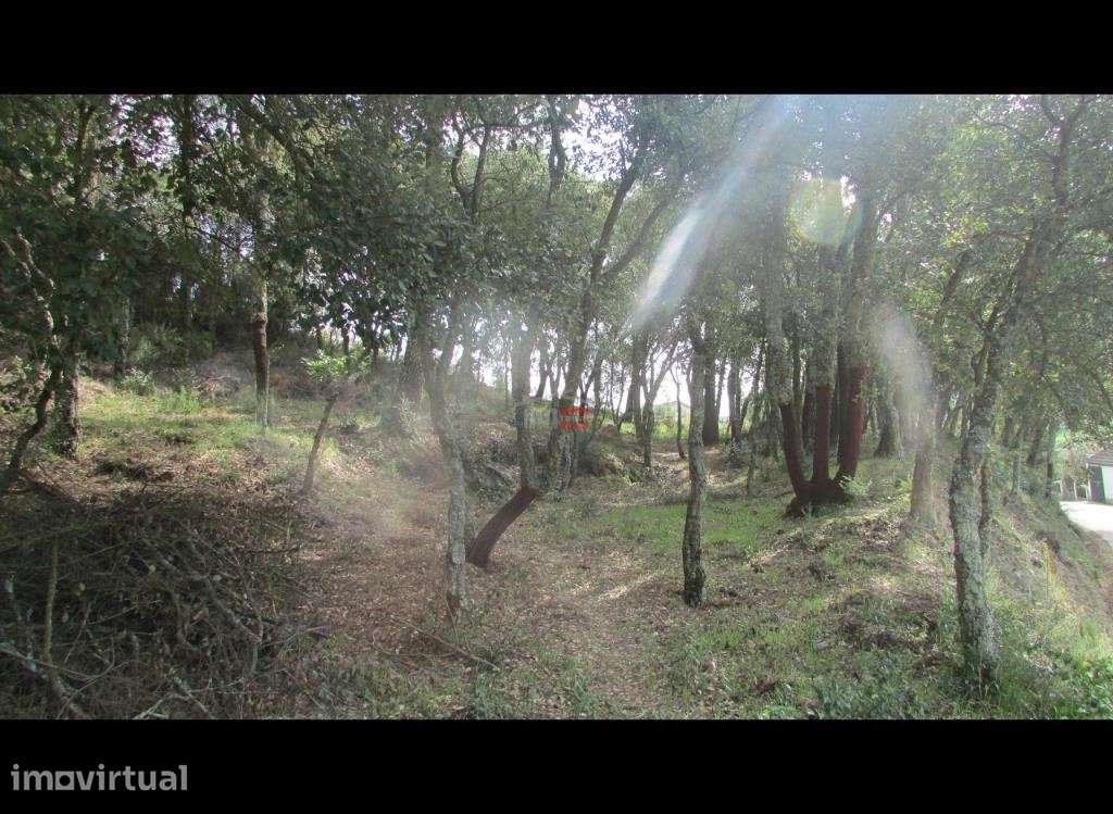 Terreno com Pinhal - Grande imagem: 2/9