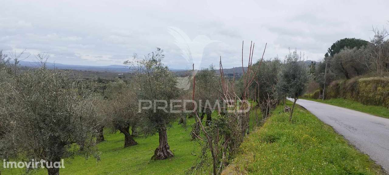 Olival - Grande imagem: 4/6