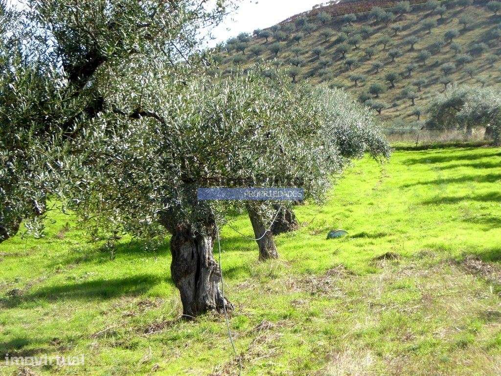 Quinta 245ha, Olival produtivo, Vinha produtiva. Foz Côa. Portugal,... - Grande imagem: 4/9