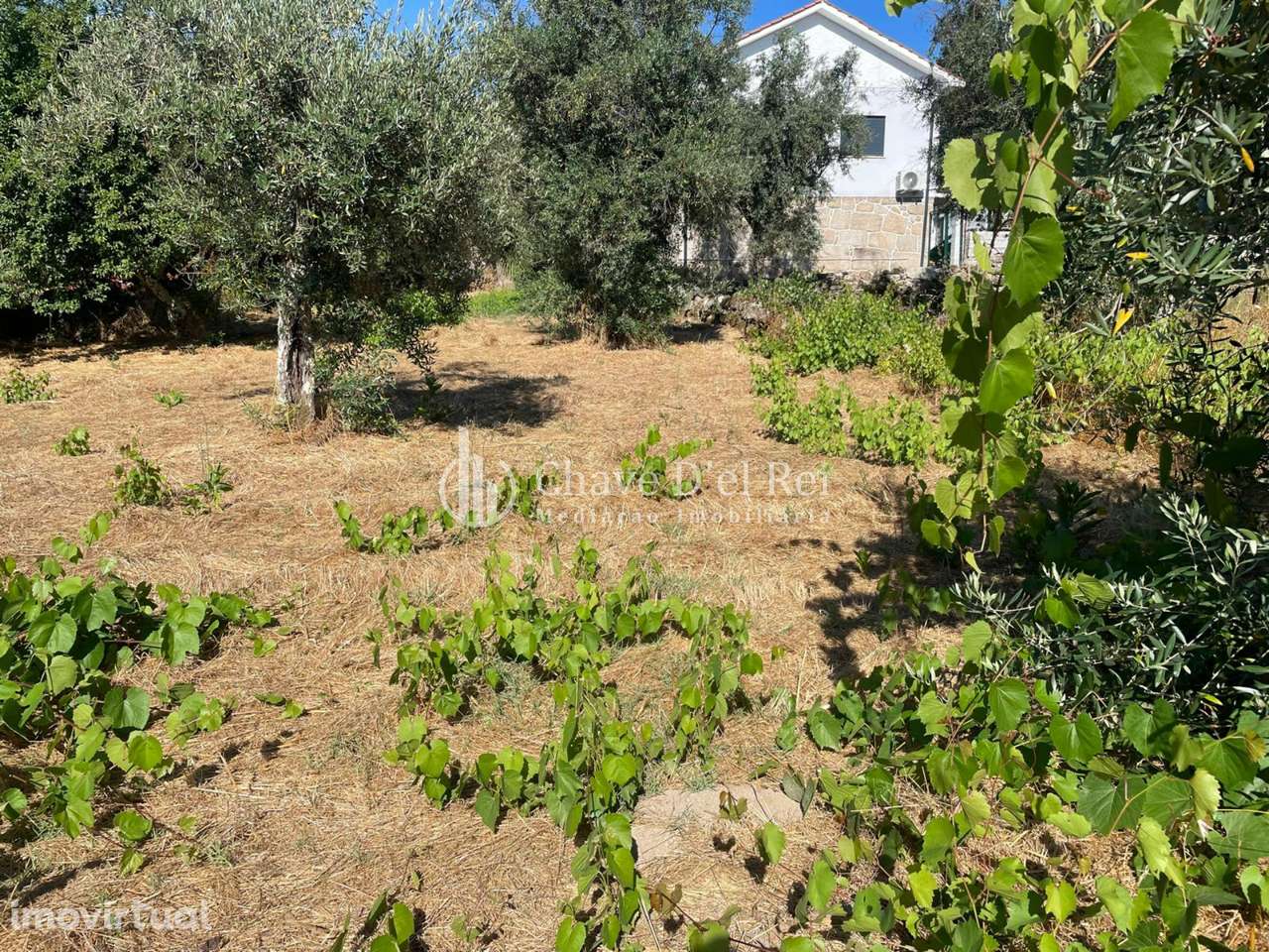 Terreno Rústico  Venda em Santar e Moreira,Nelas - Grande imagem: 2/14