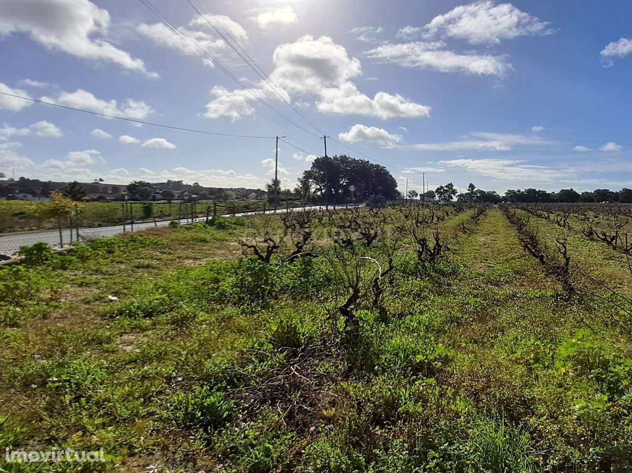 Terreno para construção ou para Quinta própria - Grande imagem: 3/23