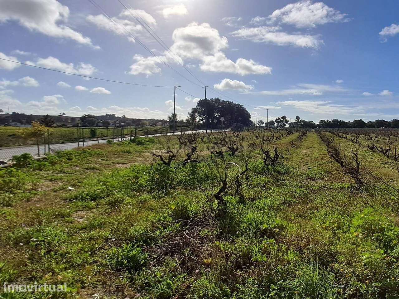 Terreno para construção ou para Quinta própria - Grande imagem: 3/23