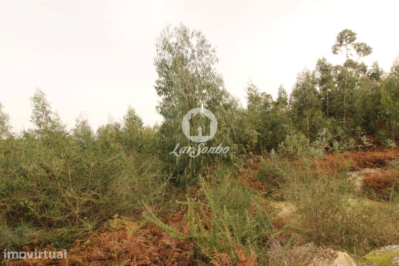 Terreno com 17.990m2 área S. Gens Fafe - Grande imagem: 3/16