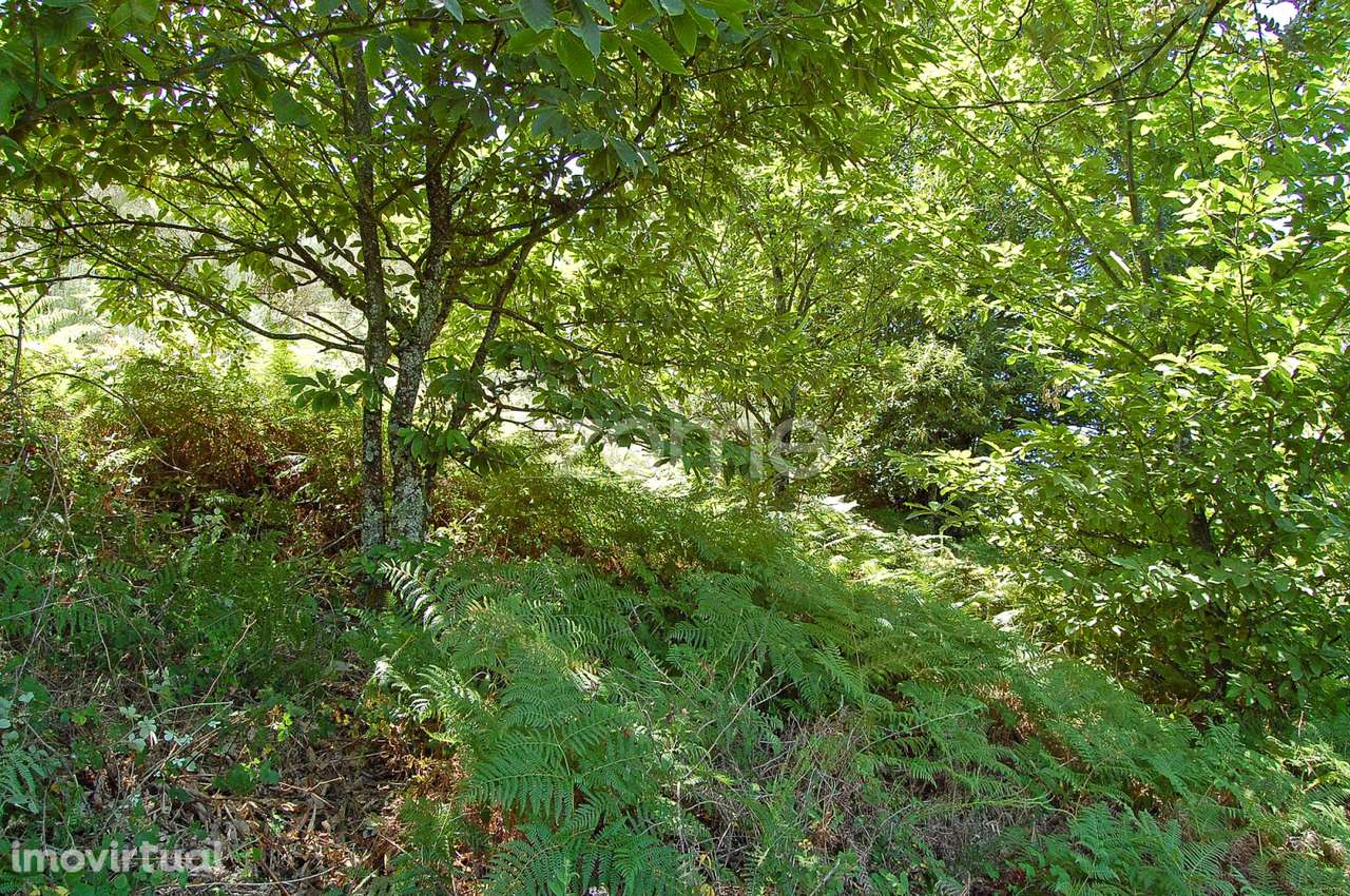 Terreno em Cabritos - Grande imagem: 2/22