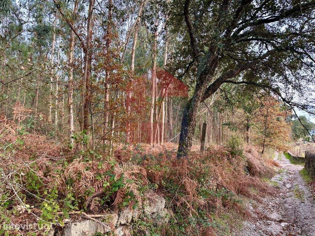 Terreno Florestal, Cervães - Grande imagem: 2/11
