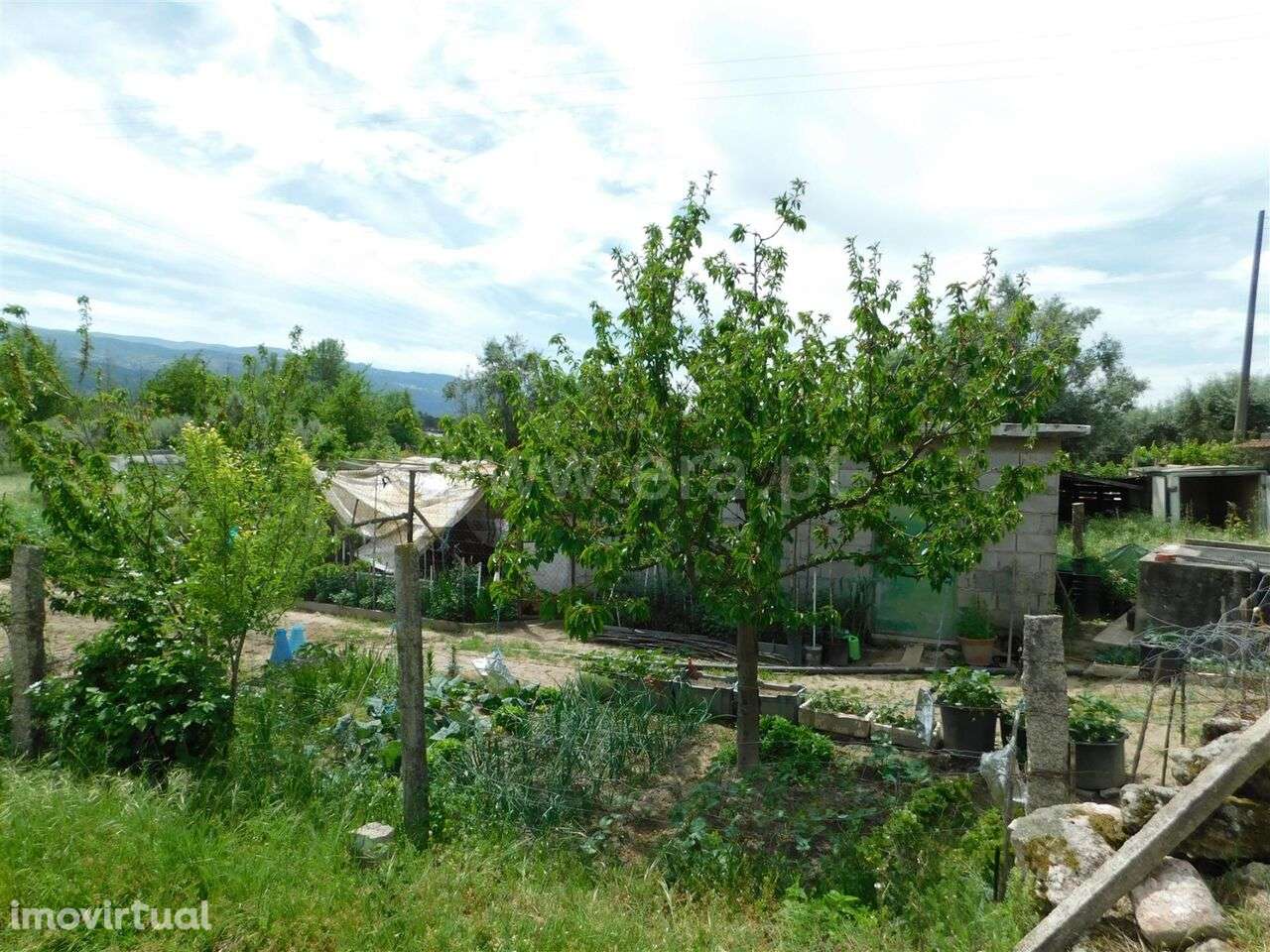 Terreno Rústico / Seia, Pinhanços - Grande imagem: 4/4