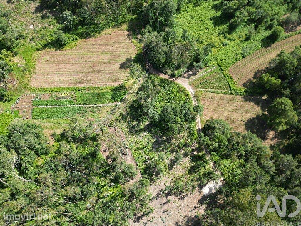 Terreno em Alqueidão da Serra - Grande imagem: 3/9