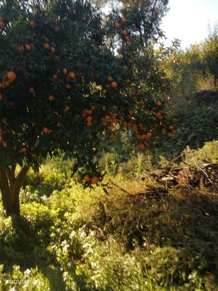 Terreno em santa marinha do zezere - Grande imagem: 3/9