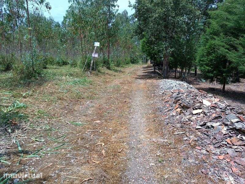 Terreno na Pena (Cantanhede) - Grande imagem: 4/4