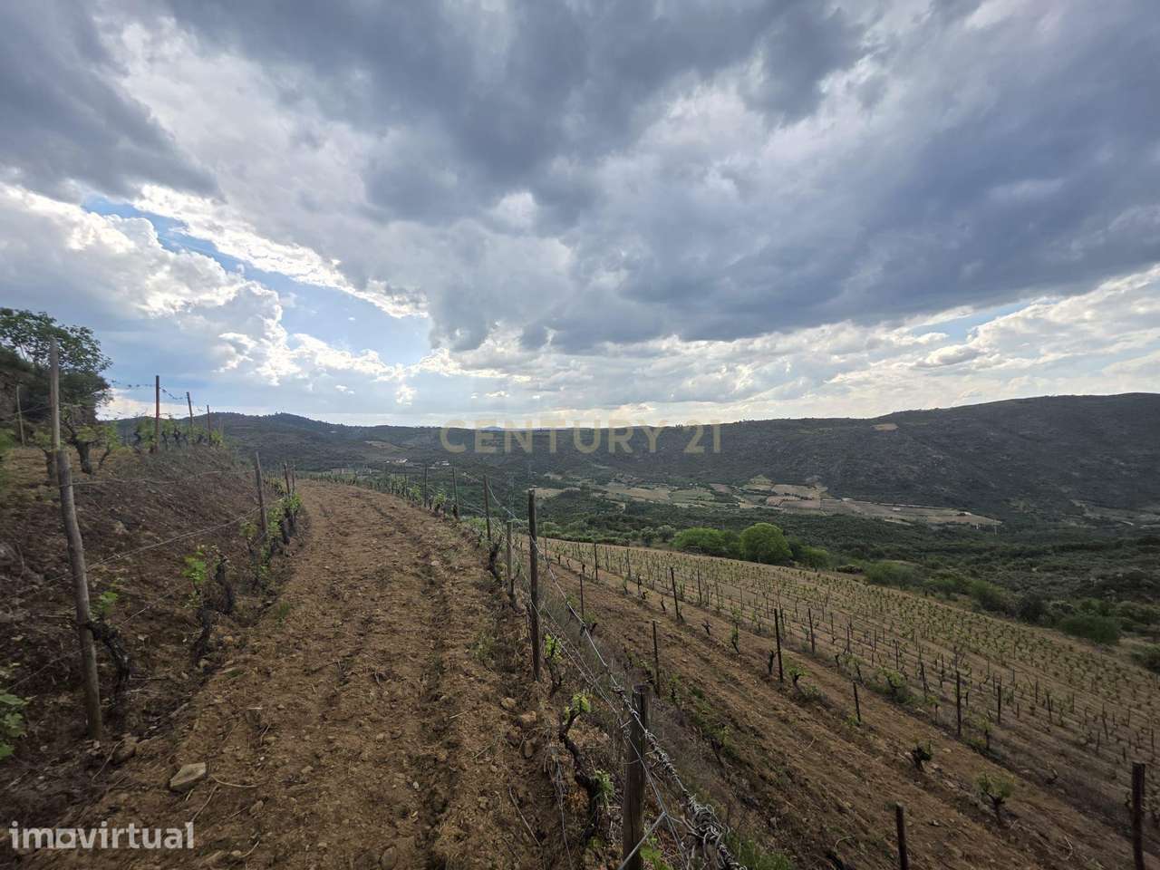 Quinta dos Cantos — Propriedade com vinha, olival e potencial agrícola - Grande imagem: 2/6