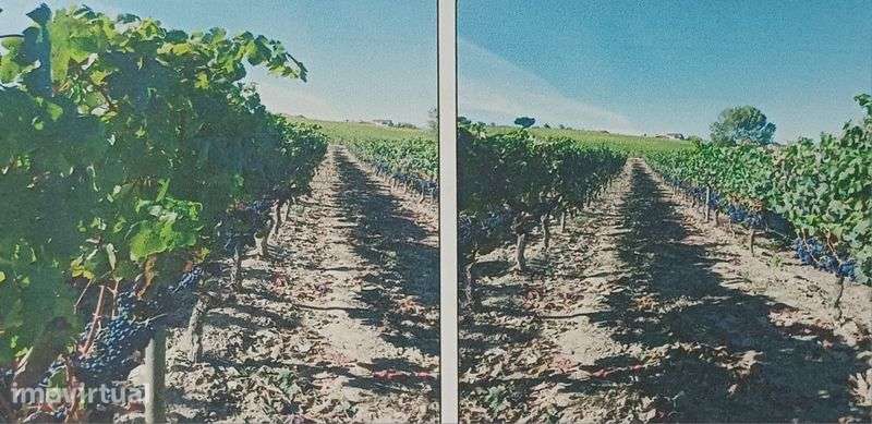 Vinha em zona privilegiada da Bairrada (DOP)