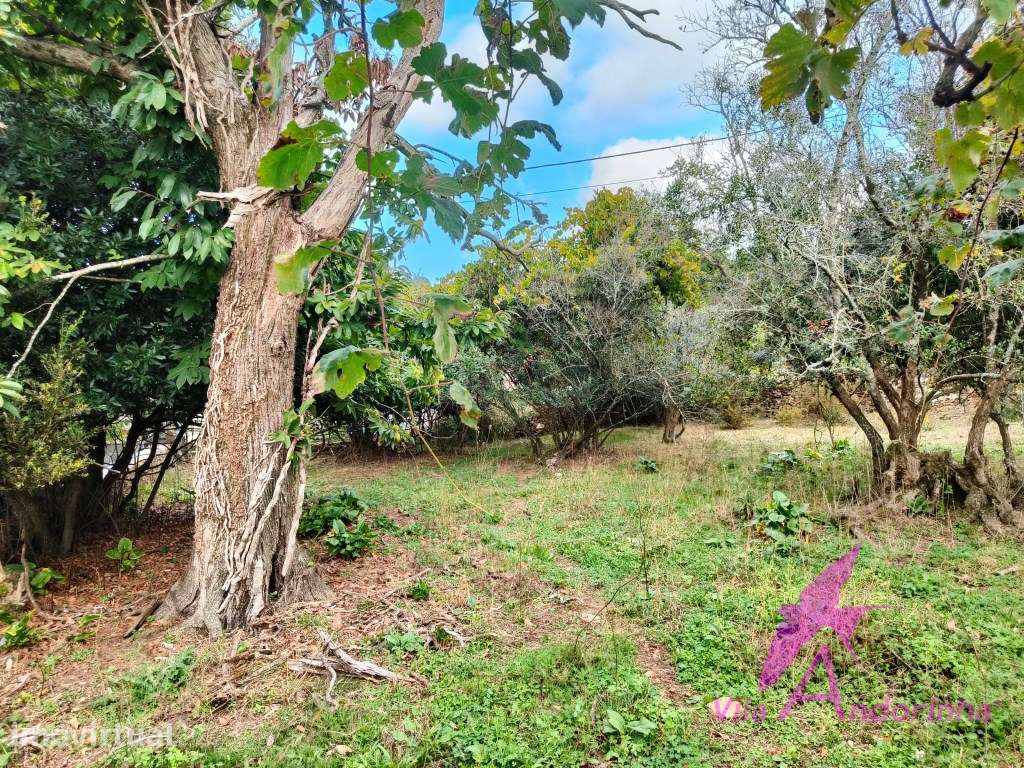 Terreno com Anexo em Pedra em Samonde - Santa Marta de Portuzelo - Grande imagem: 4/17