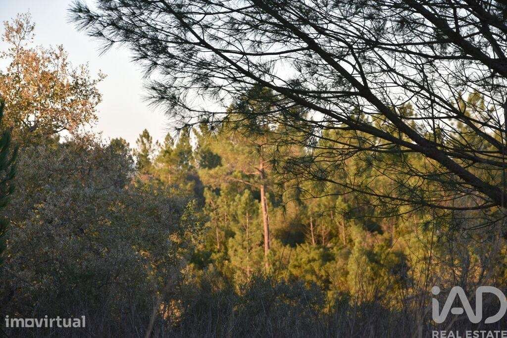 Terreno em Areias e Pias de 5240,00 m2 - Grande imagem: 4/6