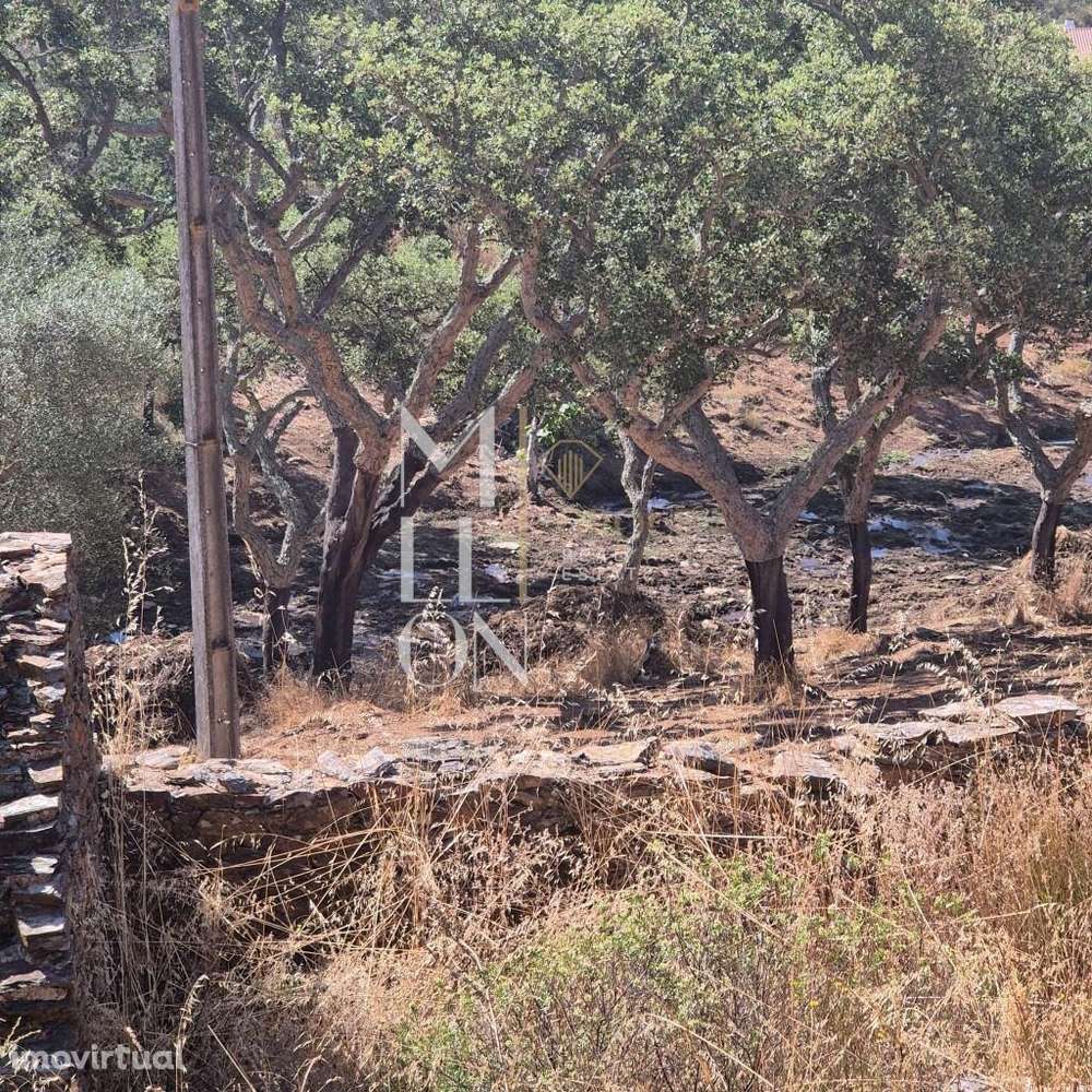 Quintinha para recuperar com uma área de 2,7 hectares com casa em ruin - Grande imagem: 4/16