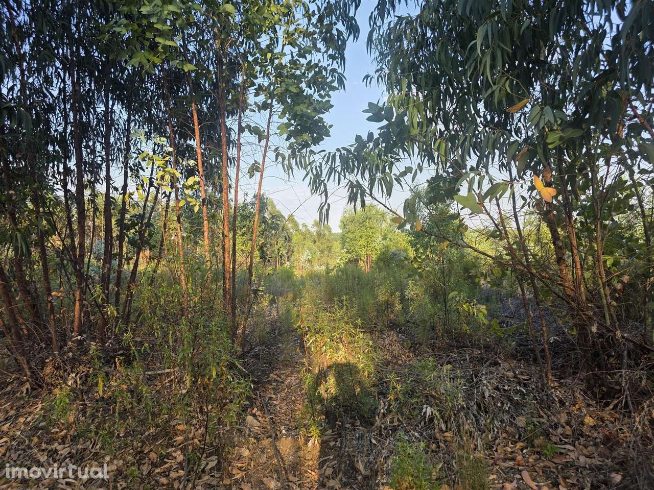 Terreno Rústico - Grande imagem: 4/9