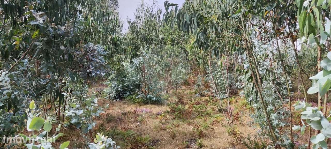 Terreno  para venda - Grande imagem: 3/10
