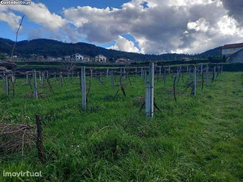 Terreno Agrícola com vinha - Grande imagem: 3/4