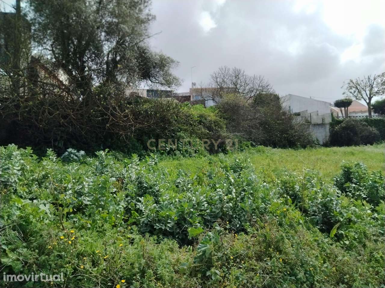 Terreno Rústico no Centro de Maiorga - Grande imagem: 3/31