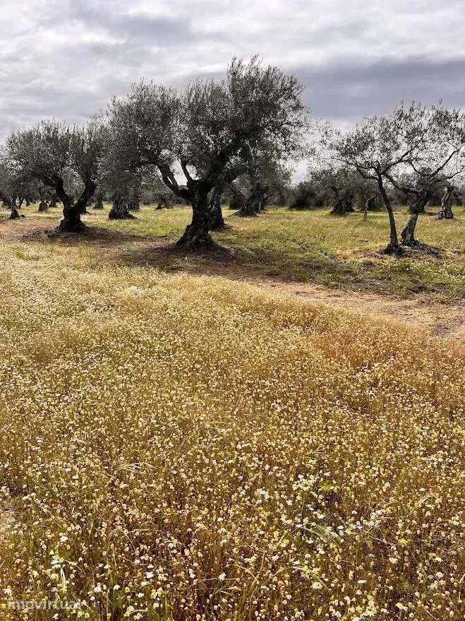Terreno Agrícola 7.250 m² em Campo Maior - Grande imagem: 4/6