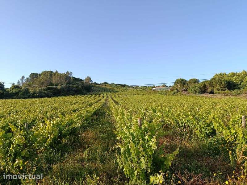 Vende se vinha uva de vinho tinto - Grande imagem: 2/8