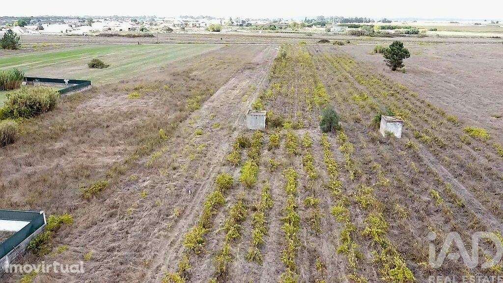 Terreno em Alpiarça de 8080,00 m2 - Grande imagem: 4/6