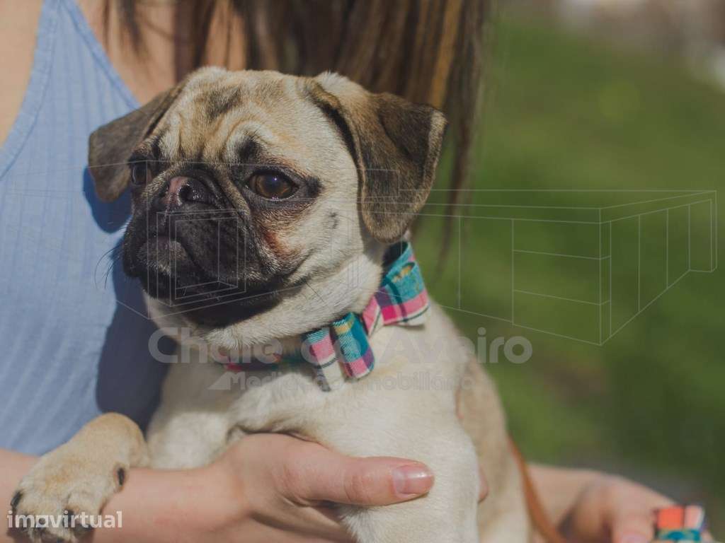 Loja de Acessórios e Alimentos para Animais (Apenas Negócio) - Grande imagem: 3/7