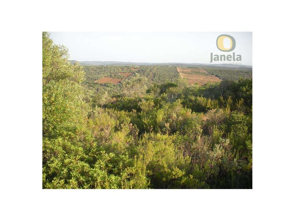 Terreno com 17,5 hectares com boa aptidão agrícola - Grande imagem: 4/4