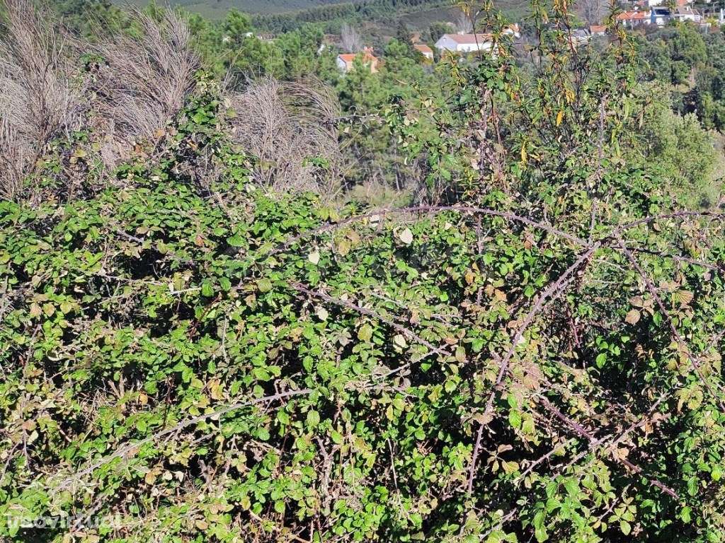 Terreno urbano, localizado na vila de São Vicente da beira que poss... - Grande imagem: 3/12