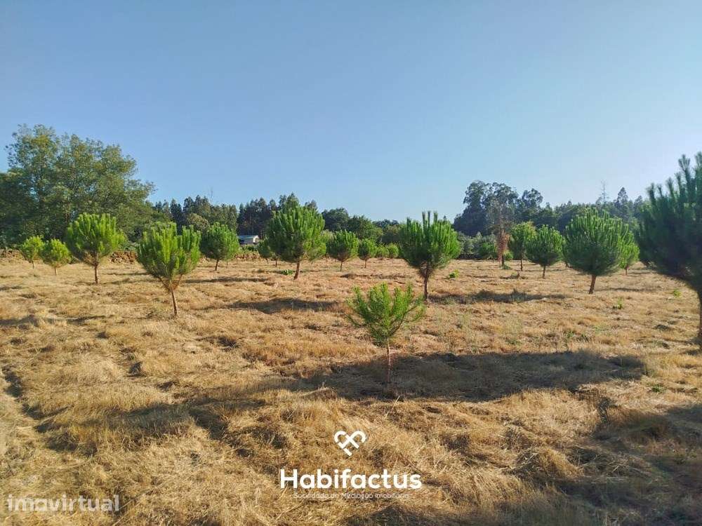 Terreno para venda com Cerca de 1 Hectare  – Tondela - Grande imagem: 3/11