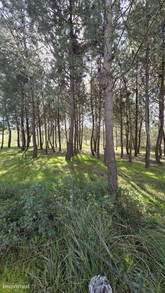 Terreno para Construção em Montouro – Oliveira do Bairro - View 6