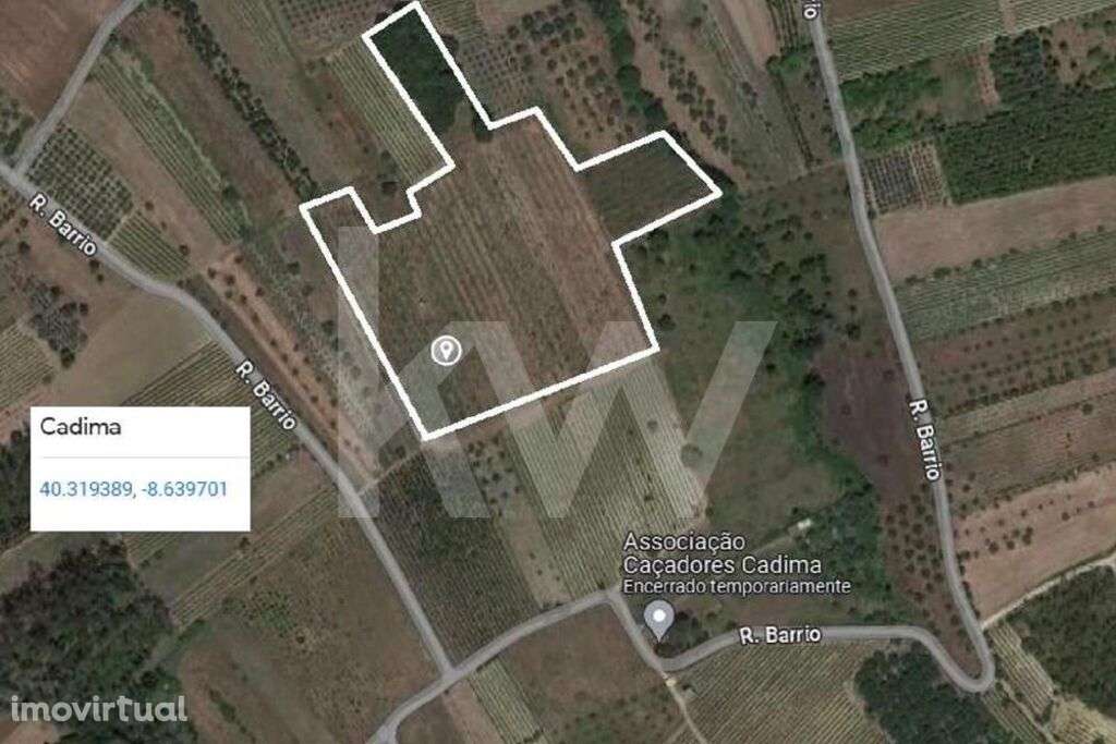 QUINTA DE 2,5 HA COM POMAR DE KIWIS, EM CANTANHEDE - Grande imagem: 4/26