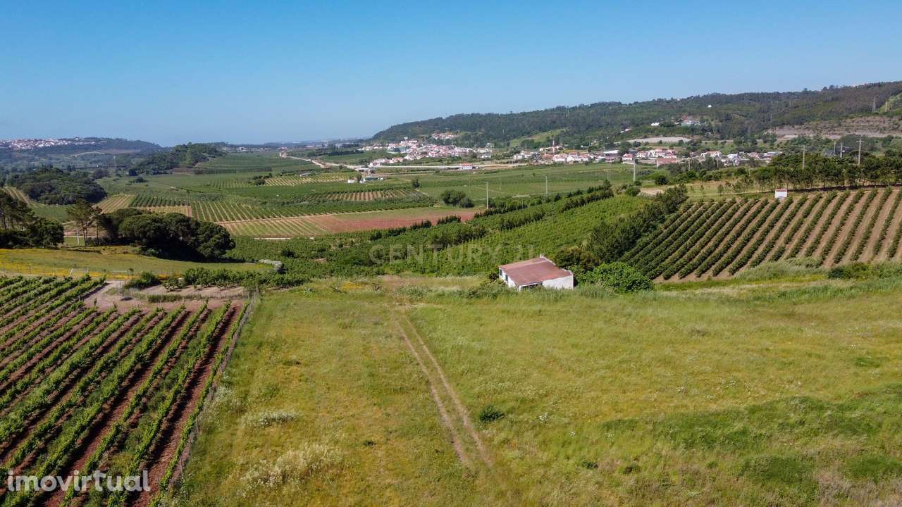 Terreno rústico na Roliça, Bombarral - Grande imagem: 3/12