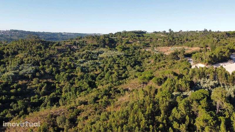 Terreno com 16 hectares para aviários, vinha ou paineis fotovoltaicos - Grande imagem: 4/11