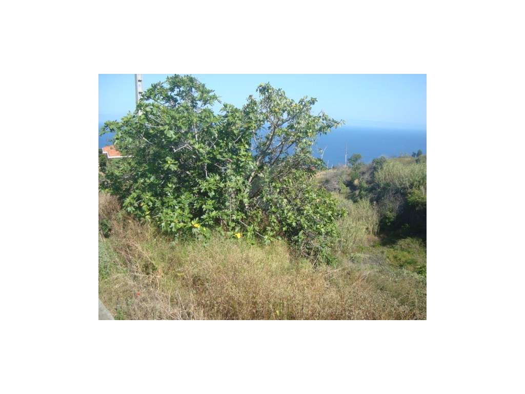 Terreno em Gaula - Grande imagem: 4/6