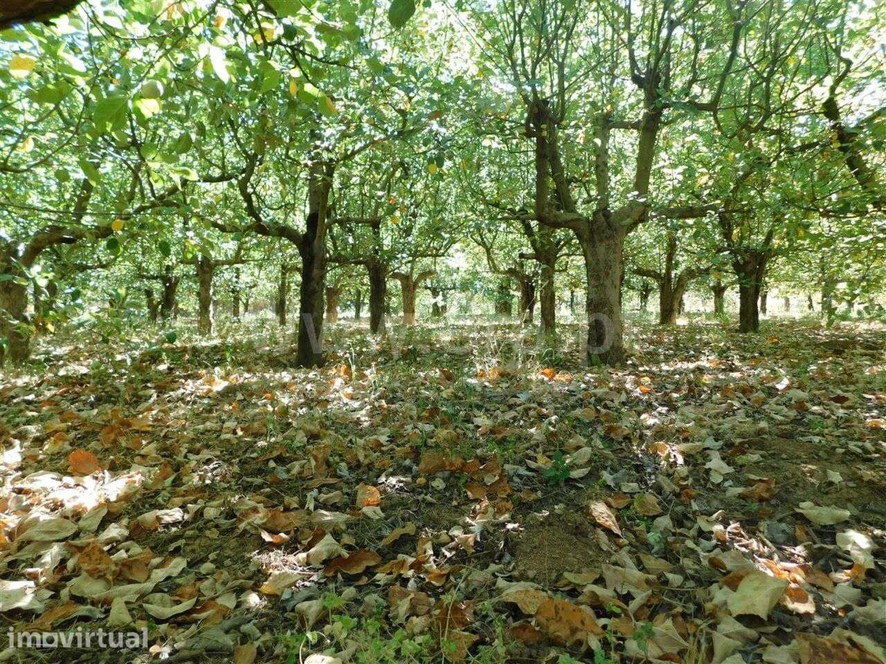 Terreno / Fundão, Souto da Casa - Grande imagem: 2/2
