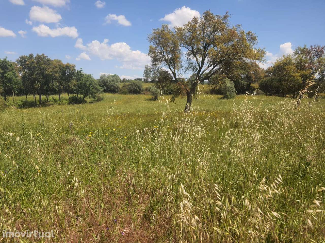Quintinha perto de Tomar, com Ruína, poços, floresta - Grande imagem: 4/23