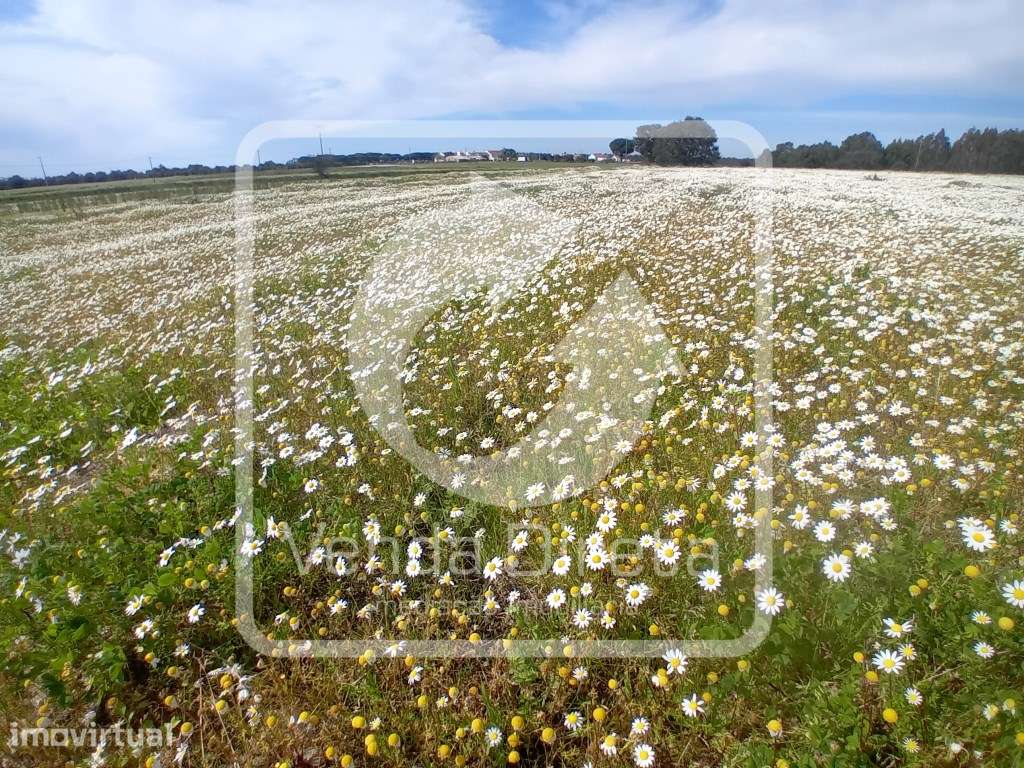 Quinta com 110.000 m2 junto à Nacional 10 - Com Armazém e Furo Lice... - Grande imagem: 2/27