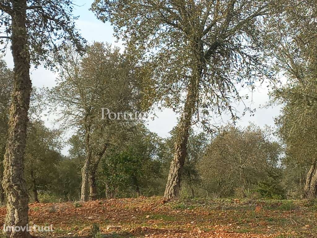 Terreno em Serpa com Viabilidade para Construção - Grande imagem: 2/8
