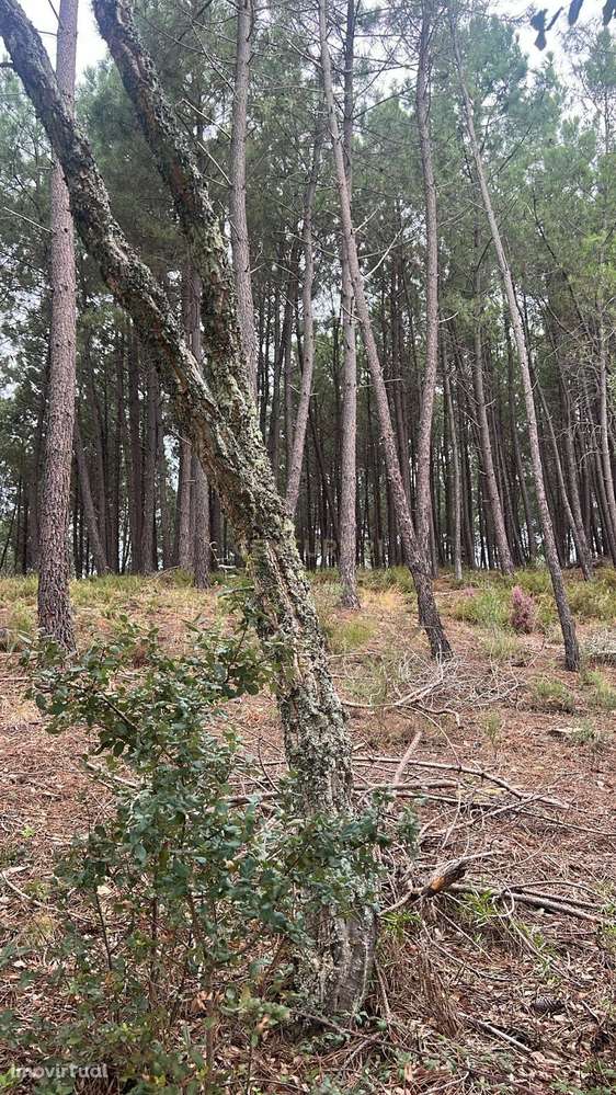 Terreno com pinheiros – Ideal para estaleiro em Proença-a-Nova - Grande imagem: 3/8