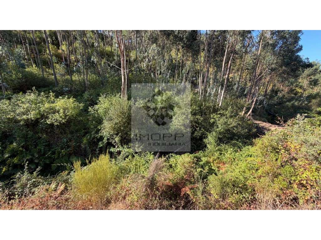 Fabuloso lote 5600m2 em Vila de Rei - Grande imagem: 5/25