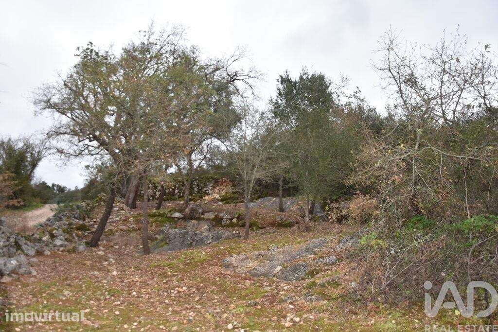 Terreno em Chãos de 2120,00 m2 - Grande imagem: 3/26