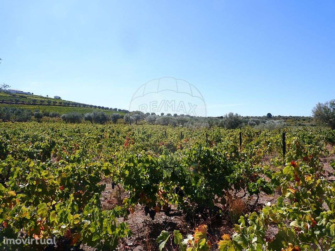 Quinta  para venda - Grande imagem: 5/25