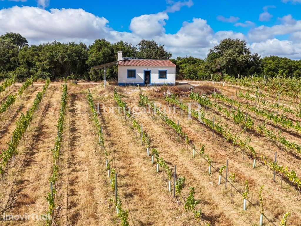 Quinta de 6,9 ha com vinha em produção, Borba - Grande imagem: 3/50