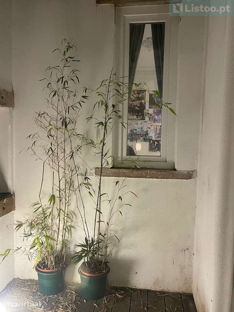 Apartamento T2 Santo António - com terraço - Grande imagem: 3/39
