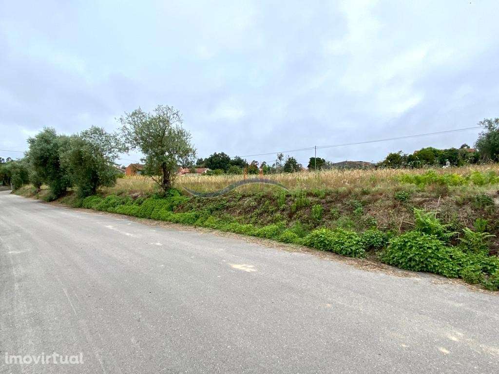 Terreno - Chã da Laranjeira, Souto da Carpalhosa - Grande imagem: 3/15