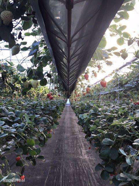 Terreno em Samuel - Grande imagem: 5/15