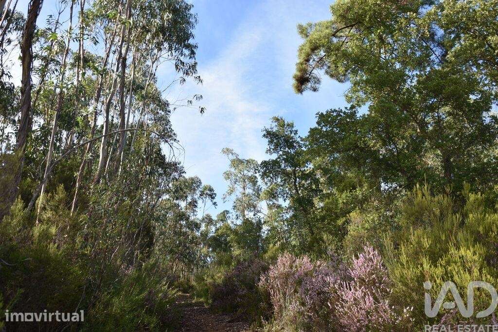 Terreno Agrícola em Sabacheira - Grande imagem: 2/36